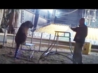 Hollywood Animal Trainer Viciously Whips Young Tiger