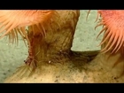 Shrimp and Venus Flytrap Anemones - Okeanos Explorer Video Bite - Northeast U.S. Canyons 2013