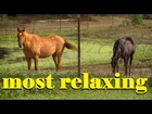RELAXING Affirmations for Healing 2 HOUR Inspiring, Spiritual, and Positive Quotes,