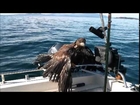 Eagle Rescue 101....The Basics....thumbs and all...