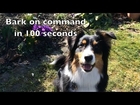 Bark! Dog command in 100 seconds. Bark on command. Australian Shepherd Cleo