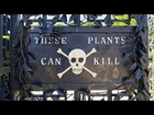 Enter the Deadliest Garden in the World