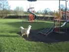 Dog Loves The Slide