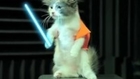 Jedi Kittens Strike Back