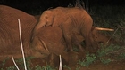 Orphaned Elephant Calf Refuses To Leave Mother's Side
