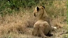 Lions Dangerous Attack on Wild Animal - Lions fighting to death