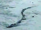 Islanda verme mostro catturato su camera. Un mostro di Loch Ness islandese -  Lagerfljot Iceland Worm Monster Caught on Camera Loch Ness monster The Lagerfljot river worm WWW.GOODNEWS.WS