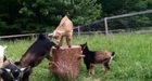 Goat Babies Play King of the Stump