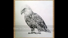 Learn How to draw a realistic Eagle with step by step simple instructions - Part 3