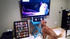 This Dog Is Really Excited To Watch Tennis On TV