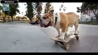 Amazing Dog Sports and Acrobatics