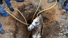 Photos of the Day – Horse Rescued From Narrow Pit