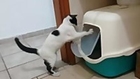 Kitten practices boxing skills