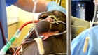 Orangutan has ground-breaking sinus surgery
