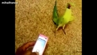 Funny Parrots Dancing Compilation