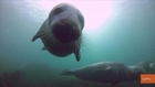 Seals Approach Diver for Chin Tickles and Belly Rubs in Amazing Video