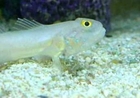 Sand Sifting Goby Shows Off His Food Filter