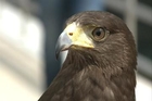 Águilas para espantar a las palomas del Guggenheim