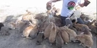 Japans Rabbit Island Man Gets Smothered By Bunnies