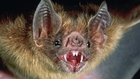 VAMPIRE BAT - Bat Sounds and Pictures