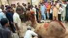 Camel Qurbani In Bagh e Hayat Ali Shah Sukkur 7 Oct 2014