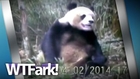 PANDA JOB: Researchers Finally Catch A Panda Masturbating On Film. Wait- Finally?