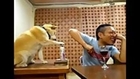 Shiba Inu Sprays Deodorant on Japanese Man