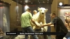 Everlasting Knut: famous bear moves to Natural History Museum
