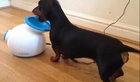 Funny Dachshund Dog Playing Fetch With Himself