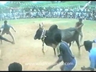Funny bull fighting