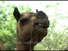 Camels enjoying munching!