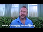 Gardening In Autumn At Wollongong Wholesale Nursery.