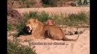 Animals mate cute reproduction Lions 2013 Animal funny