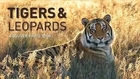 The best tigers documentary (tiger, cats, big cat, jaguar, Wild Life, animal)