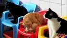 130 Cats funny animal video, pranks clips and gags for laughs