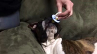 Cute dog falling asleep with a teat in his mouth