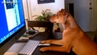 Top 10 Funny Dogs Sitting Like Humans Compilation 2014 [NEW]