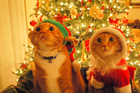 A Supercut of Cats Destroying Christmas Decorations
