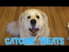 Dog Catching Treats