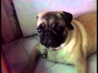 New Funny, Animal Videos 2014 Pug Reacts To Revving Engine   Funny Videos